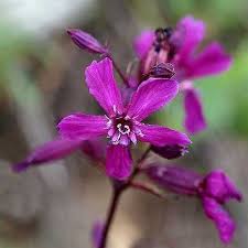 Image result for Silene abyssinica