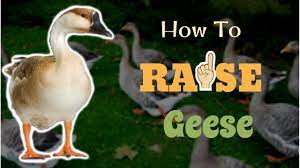 Geese have been used for: How To Raise Geese Youtube