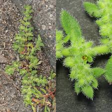 Image result for Vernonia hirsuta