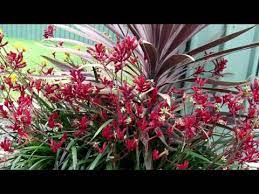 Ruby Velvet Anigozanthos Is A Red Flowering Kangaroo Paw Ozbreed Velvet Kangaroo Paws Range Youtube