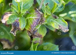 Image result for Cercospora hydrangea