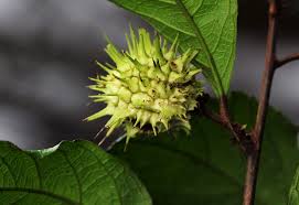 Image result for Lindackeria poggei