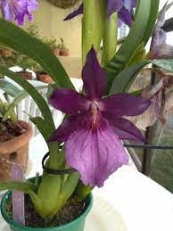 Miltoniopsis Pansy Orchid Tips On Caring For Pansy Orchids Miltonia Orchid Growing Orchids Orchid Plants