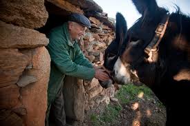 Donkey adoption cost varies in different states. Hard Times For A Small And Fuzzy Group Of Europeans The New York Times
