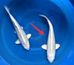 Maybe you would like to learn more about one of these? 50 Jenis Ikan Koi Beserta Gambar Dan Harganya Terbaru Hobinatang