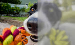 A female dog travels four hundred miles in search of her owner throughout a colorado wilderness.a female dog travels four hundred miles in search of her owner. Are Dogs Color Blind Can My Dog See Color American Kennel Club