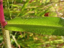 Image result for Digitaria sanguinalis