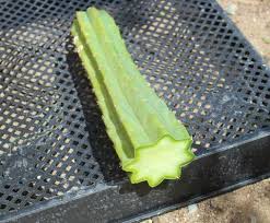 Cacti can be propagated in several ways. How To Propagate Your San Pedro Cactus