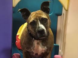 Please note, these dogs are from rescues and shelters nationwide and are not available through the aspca. Adopt A Senior Pet For Free During November