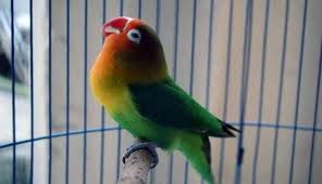 Untuk lingkungan, burung cinta (lovebird) bisa dilihat dari suasana tempat yang ditempati burung itu sendiri.misalnya dari model, bentuk, keadaan kandang. Gambar Animasi Burung Love Bird Gambar Wallpaper Foto