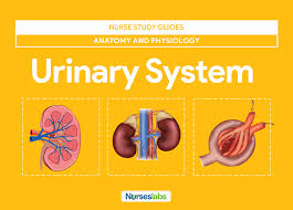 Physiology Flow Charts Pdf Human Urinary System Anatomy And