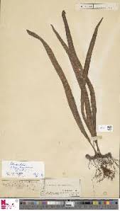 Image result for Lepisorus schraderi