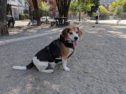 Progress This Anxious Good Boy Was Left Home Alone For 6 Hours And Didnt Pee Or Rip Apart The Garbage Hello There Bright People Are You Doglover Or Have