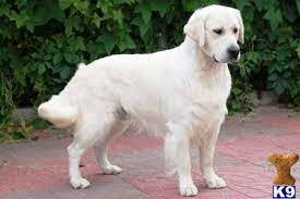 English Cream Golden Retriever Easiest Dogs To Train Dog Training Dogs Golden Retriever