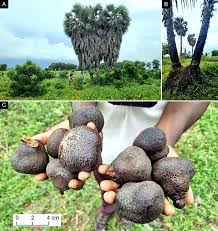 Image result for Hyphaene