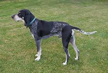 Image result for malý modrý gaskoňský honič