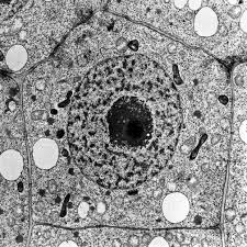 During animal cell division, the centrioles replicate (make new copies) and the centrosome divides. Alien Things Thebiochemunclassified