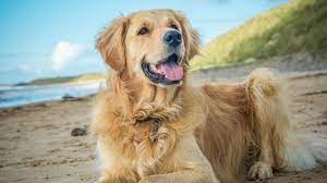 How Much Does A Golden Retriever Cost Retriever Golden Retriever Cost Golden Retriever