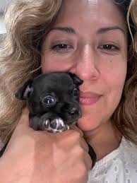 Hi there Chihuahua owners! Choco says Hi 👋