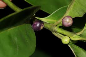 Image result for Craterispermum schweinfurthii