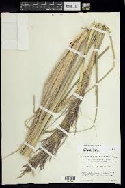 Image result for Sporobolus sanguineus