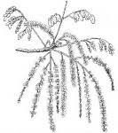 Image result for Burkea africana