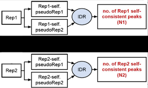 Handling Replicates With Idr Introduction To Chip Seq Using High Performance Computing