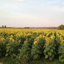 Image result for Lintonia