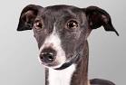 Italian Greyhound & Greyhound dog price range. Greyhounds ...