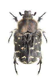 Image result for Tropinota hirta