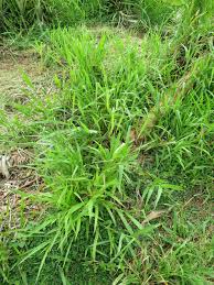 Image result for Urochloa eminii