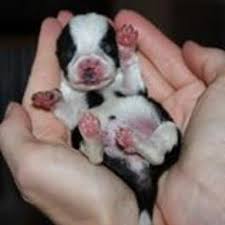 Wagging tails rescue seeks to make the adoption process a positive experience to encourage more people to make rescue their first choice when adding a pet to their home. Wagging Tails Rescue Wtrescuedogs Twitter