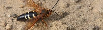 Work on wasps wasp smoke bomb fumers x 4 to fumigate an area with a problem with wasps. The Cicada Killer Wasps