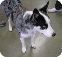 Like puppies, bunnies, babies, and so on. Patches Adopted Dog Creston Bc Blue Heeler Husky Mix Blue Heeler Blue Heeler Husky Mix Mixed Breed Dogs
