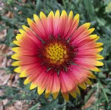 Check spelling or type a new query. Native Trees And Plants You Will See Nearly Everywhere In Florida