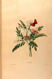 N25 W1150 Botanical Illustration Illustration Chicago Botanic Garden