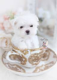 Maltese are called people dogs because they love to be around people. Teacup And Toy Maltese Puppies Teacup Puppies Boutique