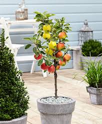 Kaufen Sie Jetzt Obstbaum Trio Apfelbaum Auf Stamm Getopft Kaufen Bakker Com Bonsai Obstbaum Bonsai Apfelbaum Baumsamen