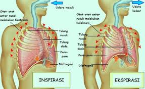Abstrak anatomi tubuh manusia merupakan suatu studi yang mempelajari tentang struktur tubuh manusia. Soal Sistem Pernafasan Pada Manusia Dan Hewan Kls 6 Jawabanku Id