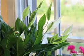 Homemade mature compost fertilizer fulfills the peace lily's limited needs for added. Peace Lily Plant Spathiphyllum Flower How To Grow And Care Plantopedia