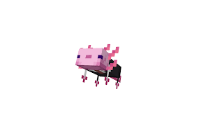 In bedrock edition, axolotls spawn underground (that is, below an opaque block) in water below sea level (y=63). Axolotl Attire Texture Pack 1 17 Minecraft Pe Texture Packs