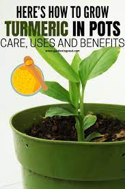 Here S How To Grow Turmeric In Pots Care Uses And Benefits Grow Turmeric Turmeric Plant Turmeric