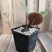 Image result for Aeollanthus subacaulis