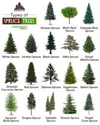 Colorado spruce has a pyramidal shape that i really wish home depot would have advertised these as dwarf trees. Spruce Tree Facts Types Identification Diseases Pictures