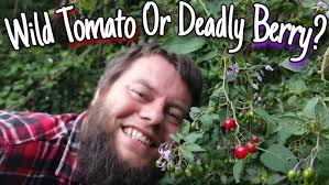 MyNature Apps; Identifying Bittersweet Nightshade, Solanum dulcamara