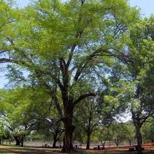 Image result for Acacia burkei