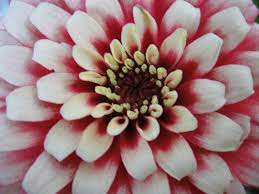 This Zinnia Was Bought For Chinese New Year In Singapore Zinnias Bloom Succulents