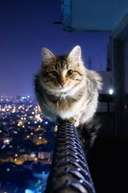 City Cat Cok Sirin Hayvanlar Kediler Ve Yavrulari Evcil Hayvanlar