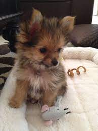 Porkie is a beautiful mix between the energetic pomeranian and affectionate yorkshire terrier. Pom Yorkie Porkie Baby Animals Cute Baby Animals Yorkie Pomeranian Mix