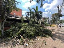 Dagma atiende emergencias por volcamiento de árboles en Cali